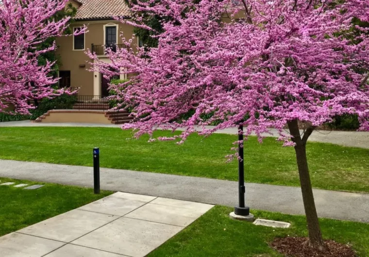 pourquoi planter des arbres dans les villes arbre delamour