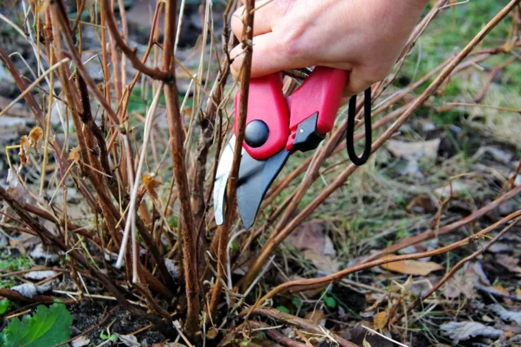 quand tailler les arbres en 2023 coupe a15cm