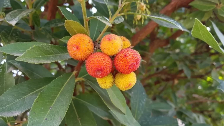 quel arbre ne pousse pas trop haut arbousier