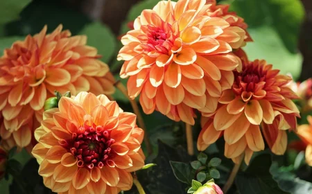 quel entretien pour les dahlias fleurs jardin petales orange floraison