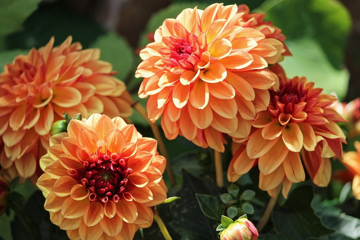 quel entretien pour les dahlias fleurs jardin petales orange floraison