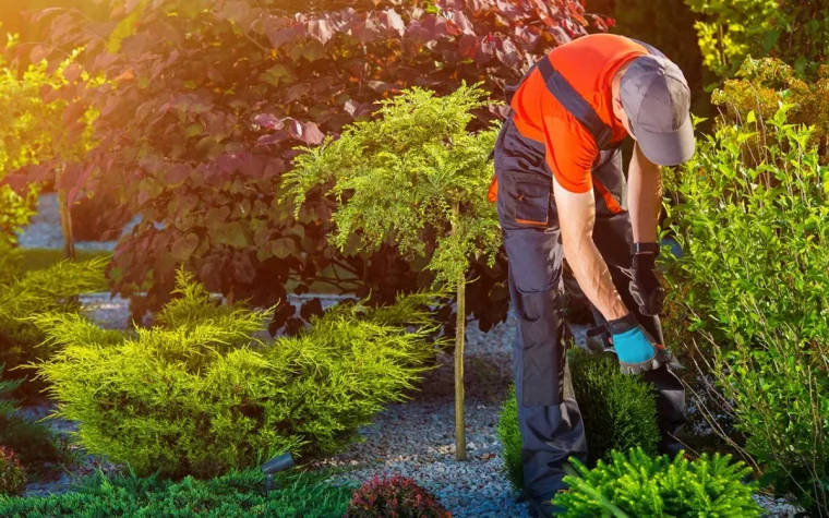 quelle période pour la taille des arbustes jardinier coupe