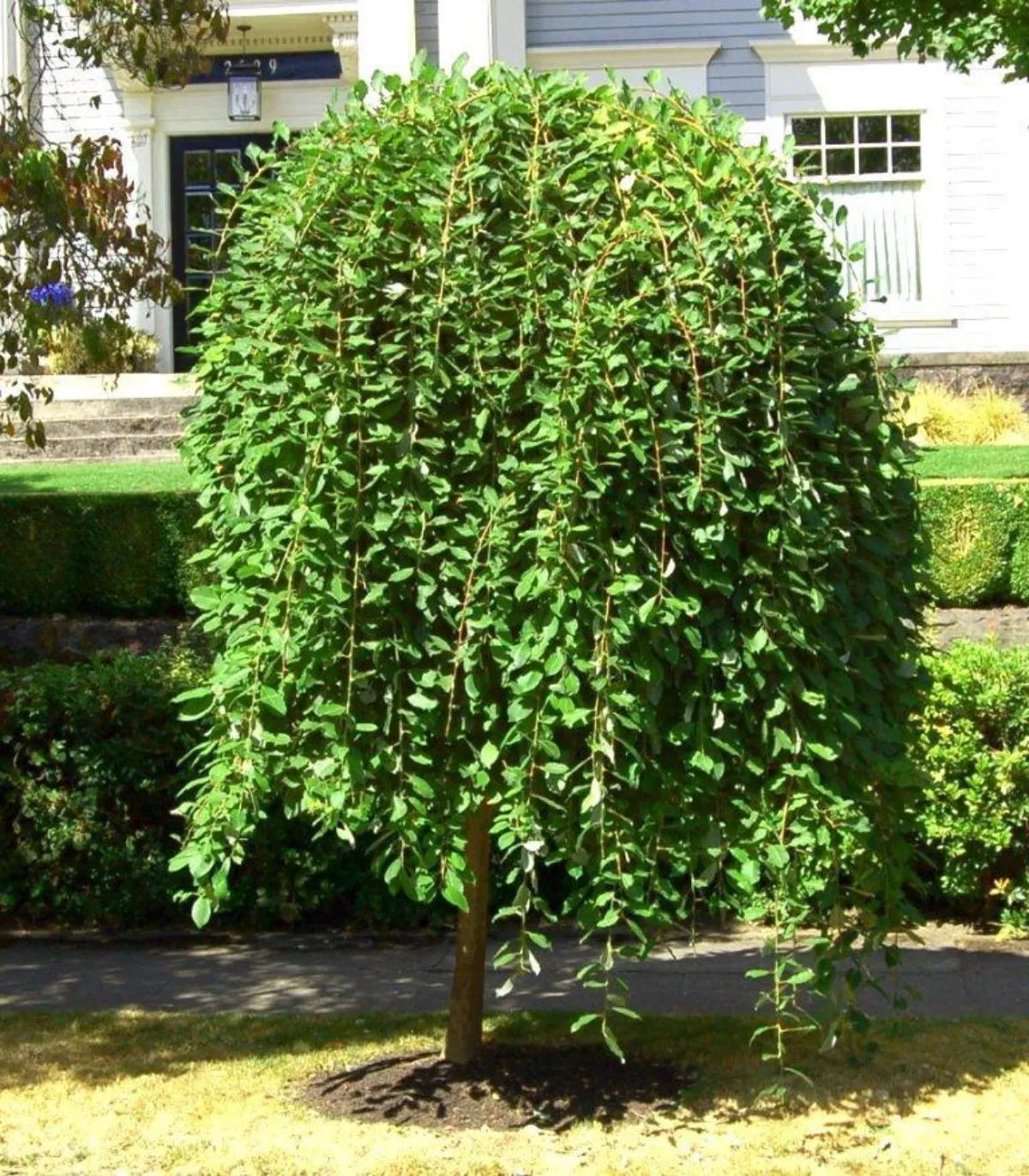 quels sont les arbres avec peu de racines murier