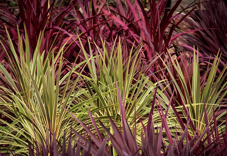 texture de cordylines rouges et vertes par couches superposees