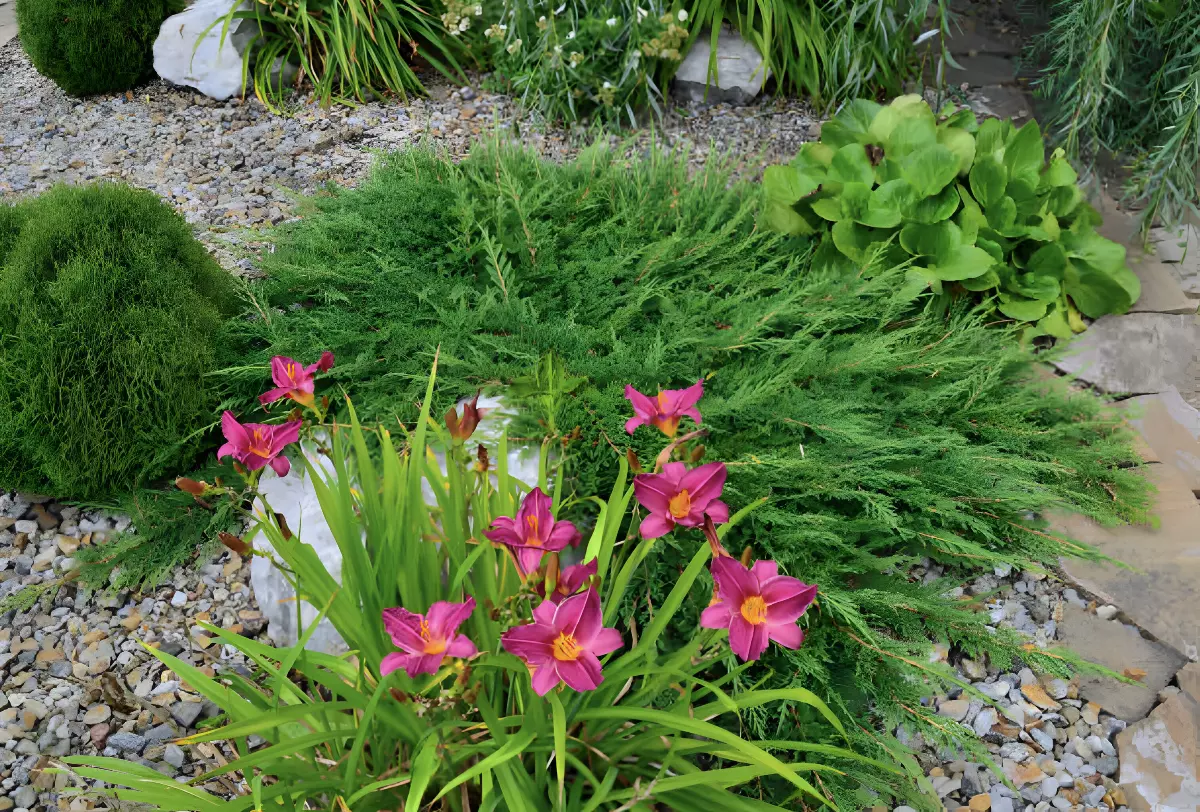 touffe d hemerocalles dans un jardin de rocaille avec des fleurs violettes