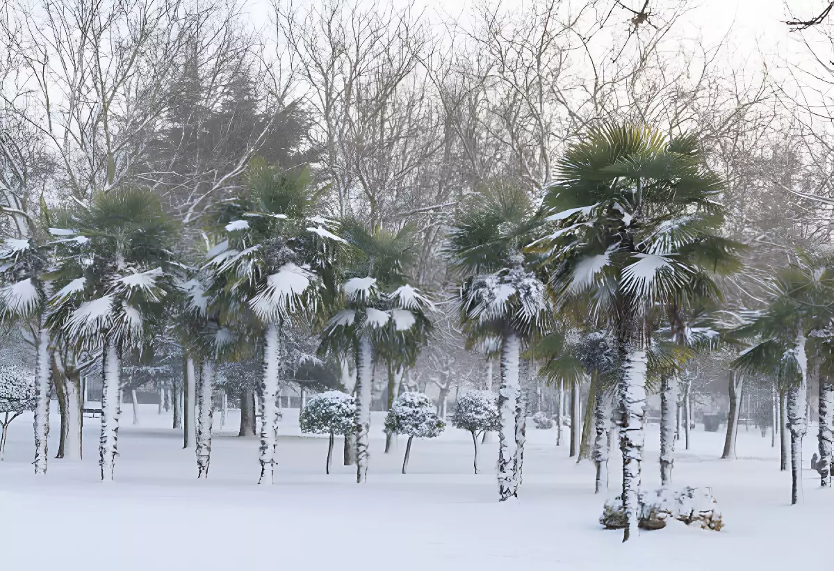 trachycarpus fortunei sous la neige dans un parc public avec d autres palmiers de la meme espece