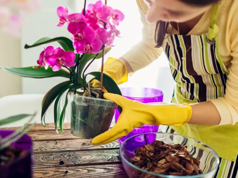 a quelle frequence faut il rempoter une orchidee