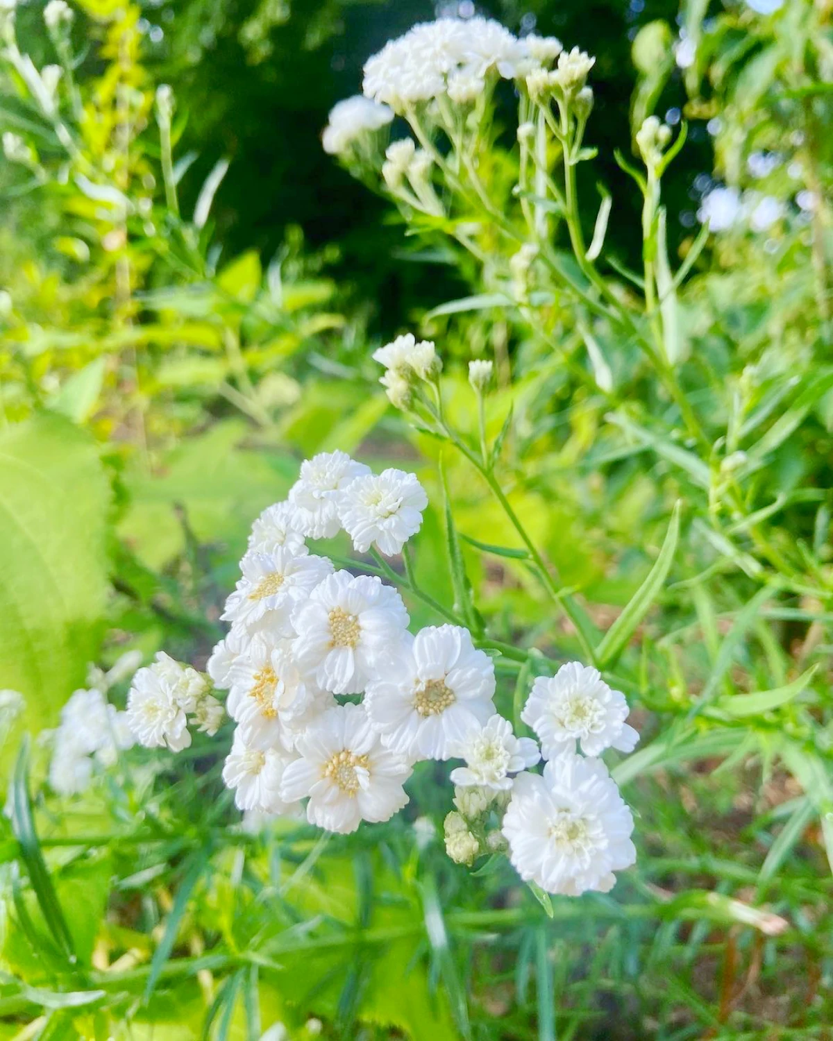achilee fleurs blanches pour un jardin venteux
