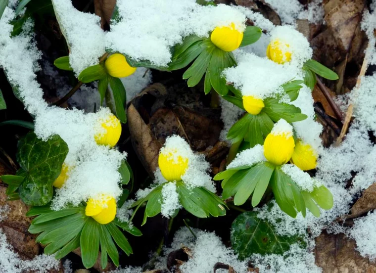 aconit d hiver fleurs jaunes feuilles vertes neige