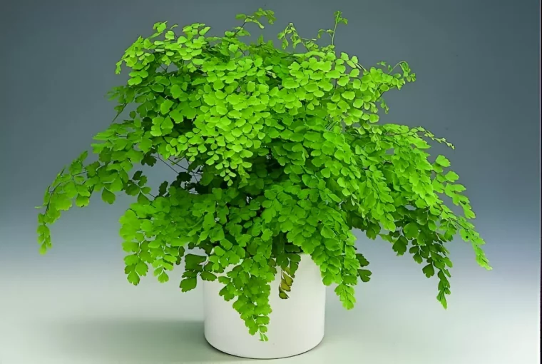 adiantum fragrans dans un pot blanc sur fond gris