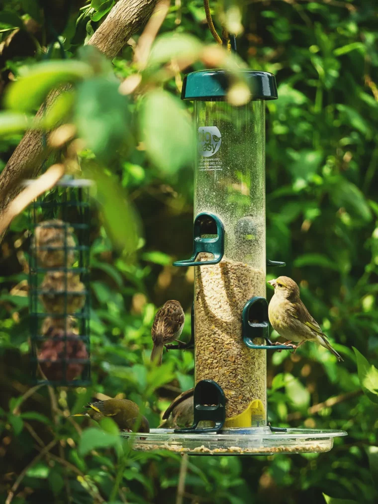 aliments à ne pas donner à manger à un oiseau liste