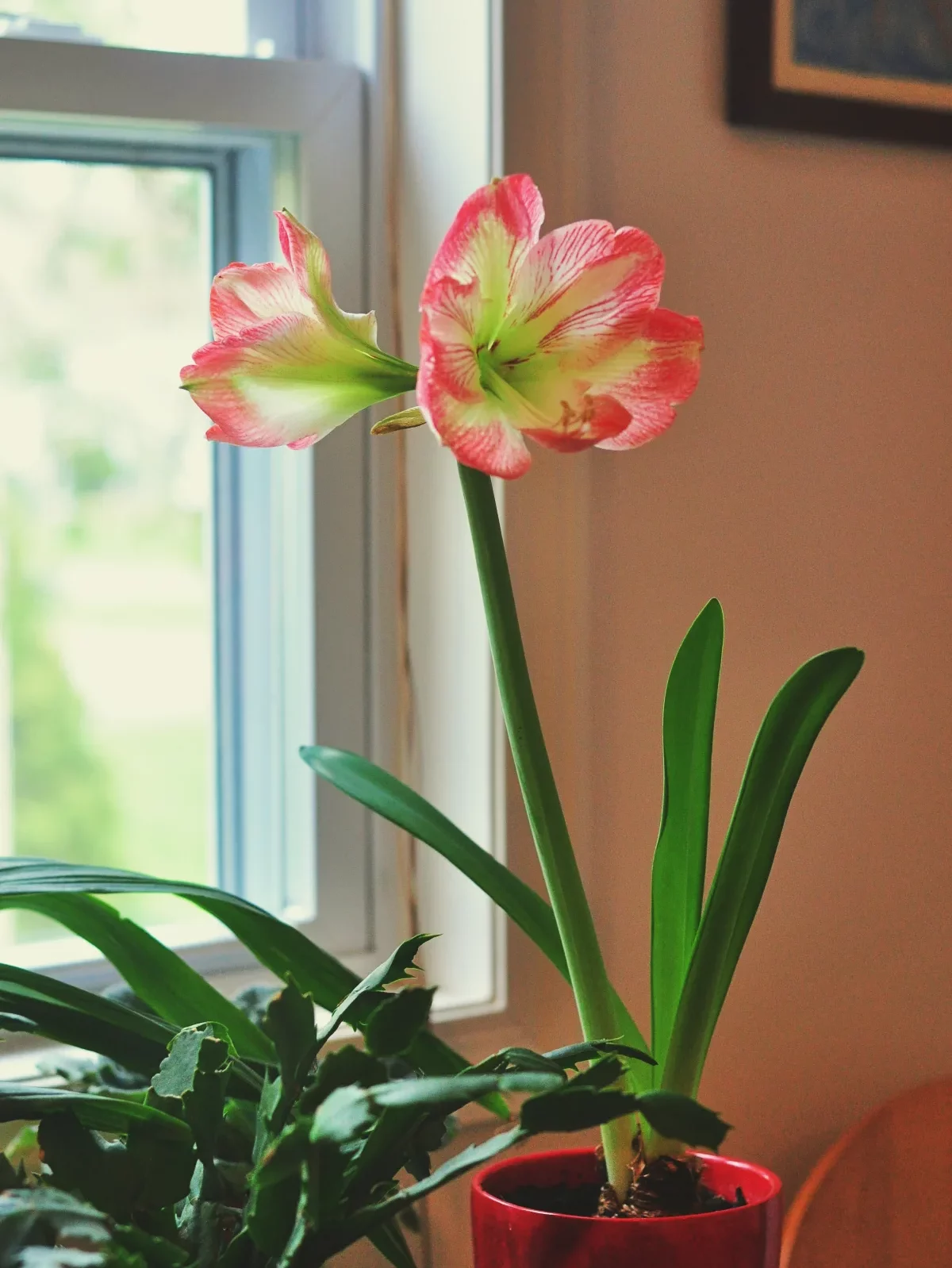 amaryllis intérieur entretien floraison en hiver comment faire