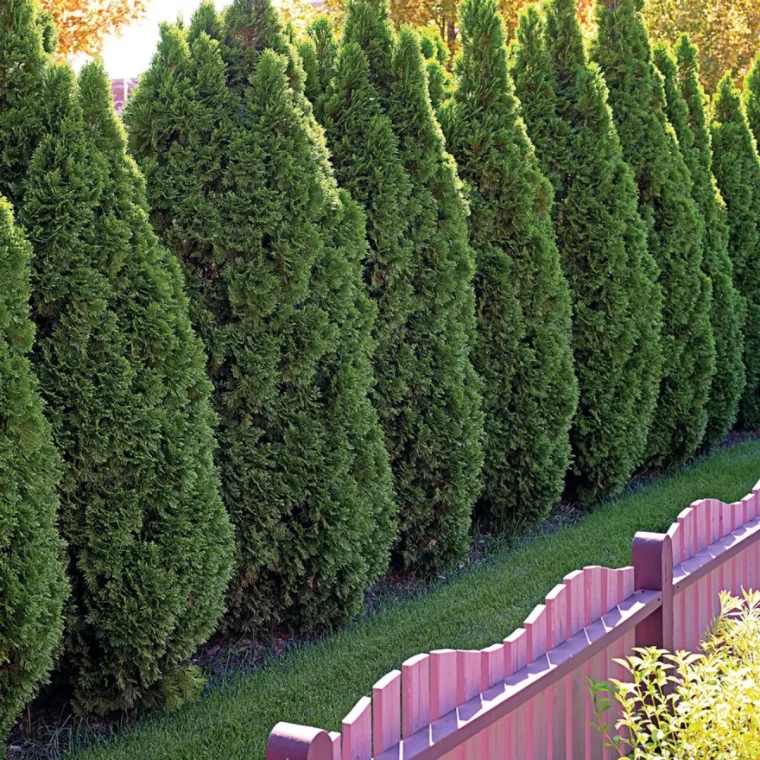 arbre planter pour cacher la vue cloturerose