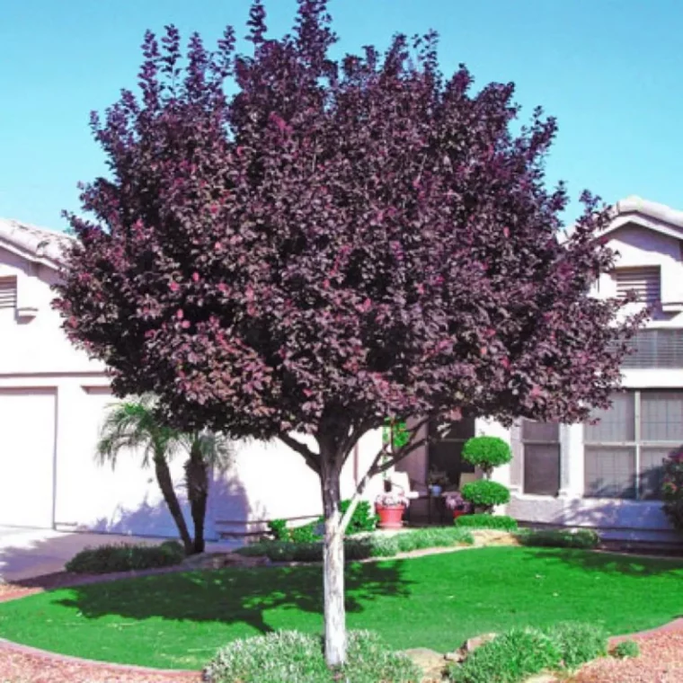 arbres à planter dans un petit jardin de ville prune decorative devantmaison