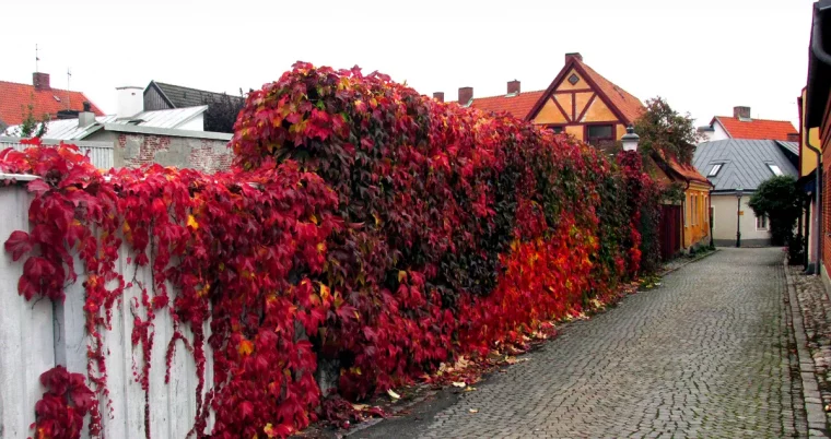 arbuste garde ses feuilles toute l'année photinia devant unemaison