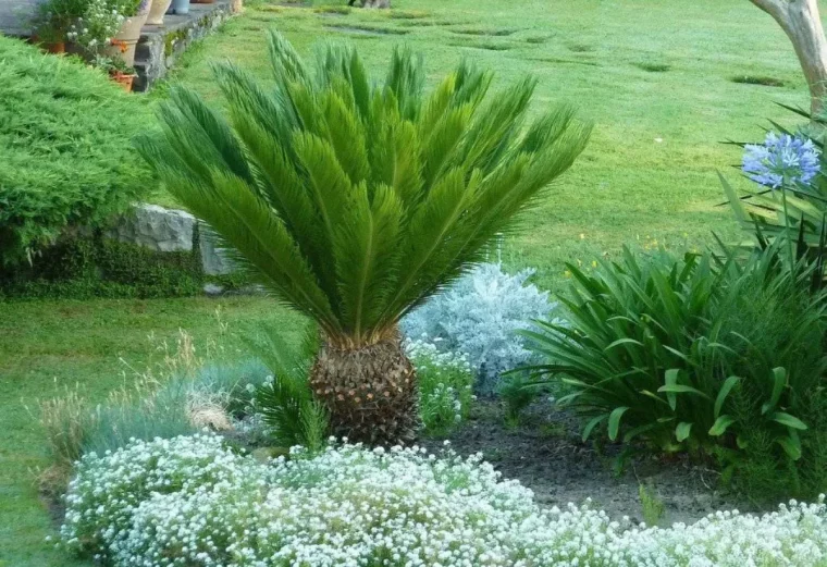 arbustes à planter en automne cycas