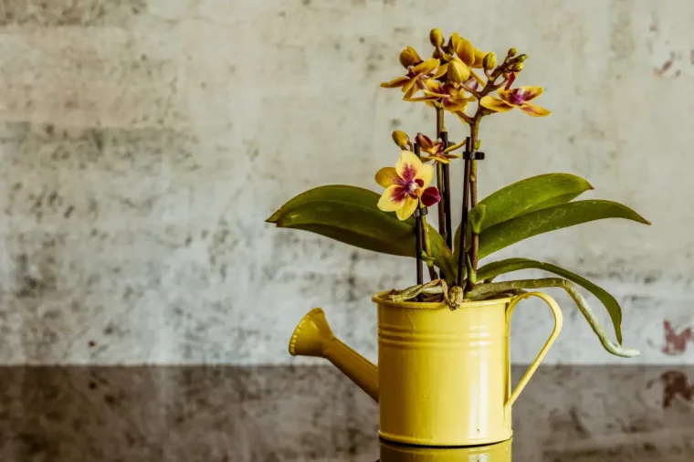 arrosage orchidee petales jaunes variete plante feuille verte lumiere surface