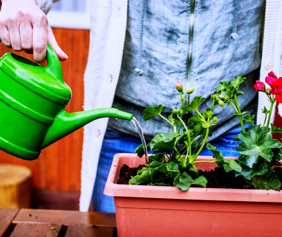 arroser les géraniums en pot et jardinière comment faire fleurir les géraniums
