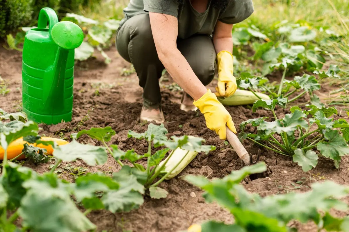 arrosoir plantes courgettes recolte femme jardinage gants outils sol