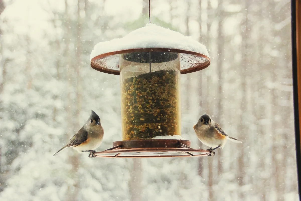 attirer les oiseaux chanteurs dans le jardin que mange un oiseau en hiver