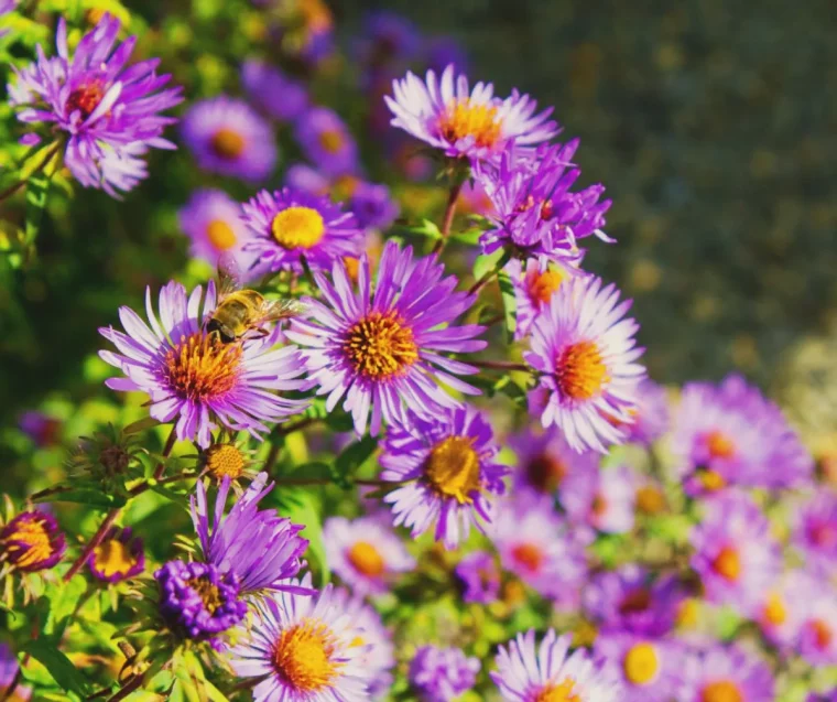 avoir de beaux asters idée jardin fleuri en automne entretien