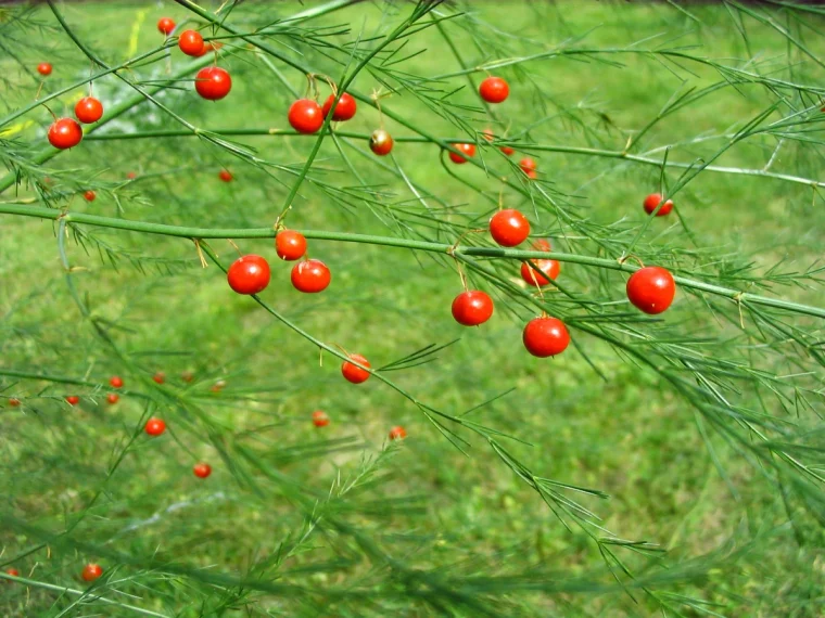 baies rouges d asperges feuilles fines vertes