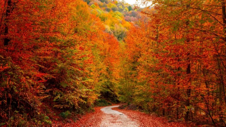 belle vue de foret en plein automne arbres colores