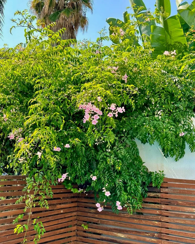 bignone rose plante grimpante mur feuilles verte cacher le voisin