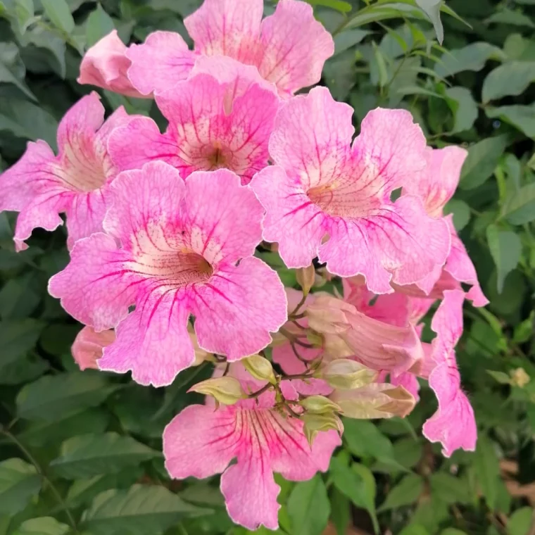 bignone rose plante grimpante pour cloture