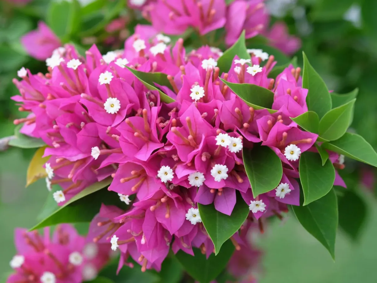 bougainvillea couleur cyclame et blanc feuilles verts