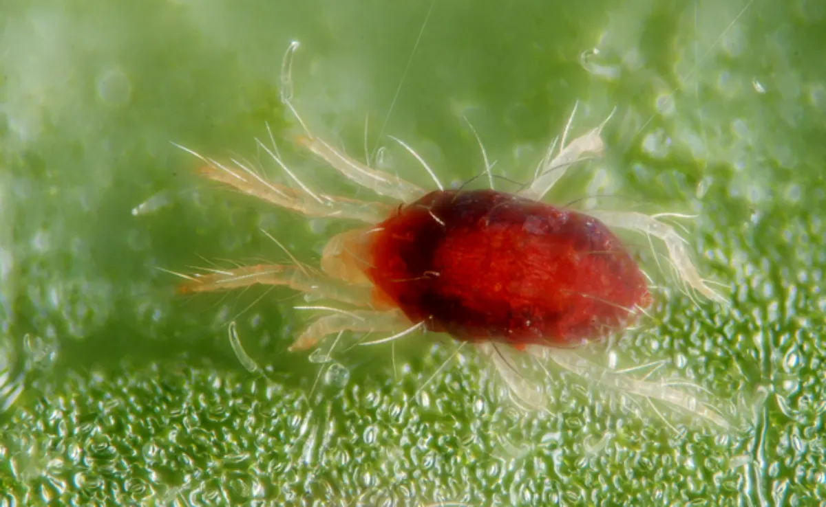 Comment éliminer les araignées rouges