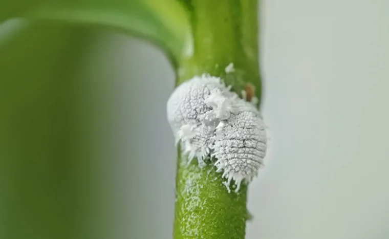 bougainvillier comment entretenir cet arbuste tres resistant au froid cochenilles farineuses 