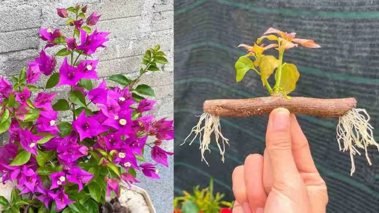 bougainvillier comment entretenir cet arbuste tres resistant au froid couv