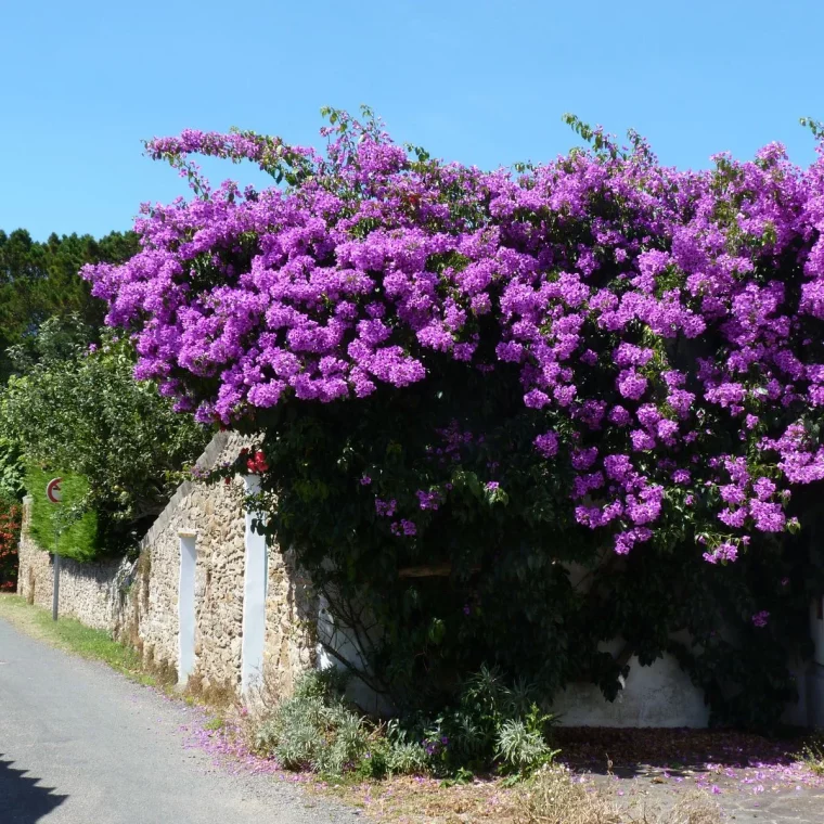 bougainvillier comment entretenir cet arbuste tres resistant au froid pleine terre