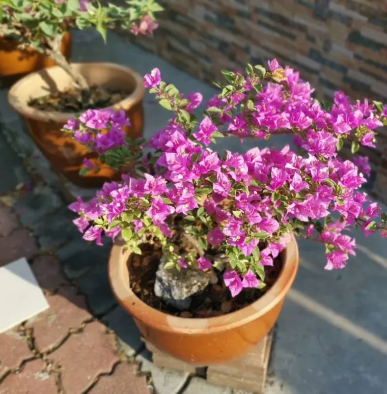 bougainvillier comment entretenir cet arbuste tres resistant au froid pot