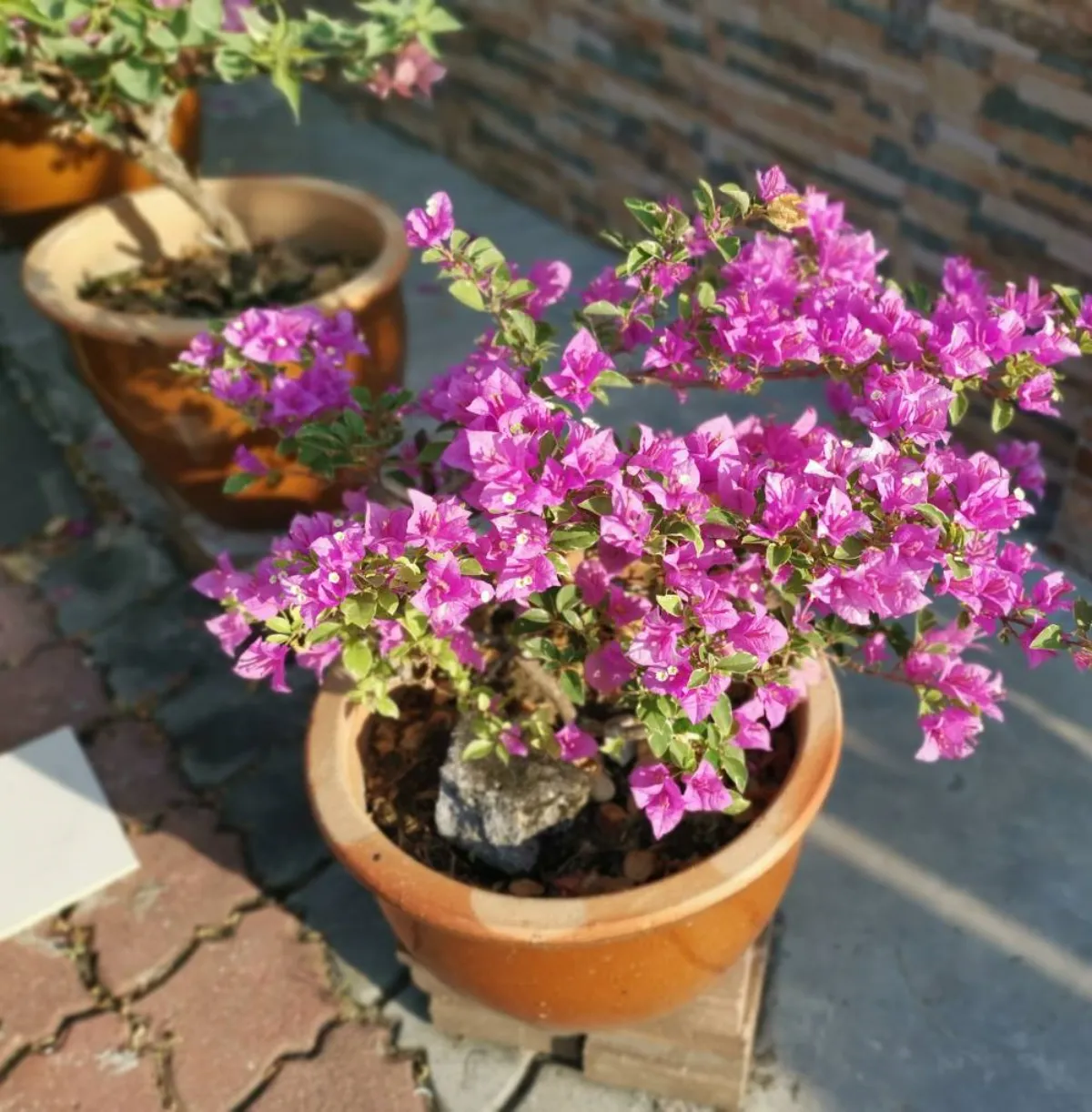 Du bougainvillier en pot