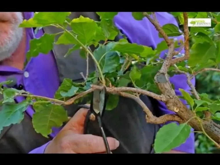 bougainvillier comment entretenir cet arbuste tres resistant au froid tailler