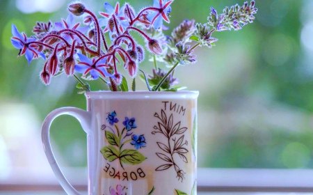 bourrache en pot fleurs violettes feuilles vertes