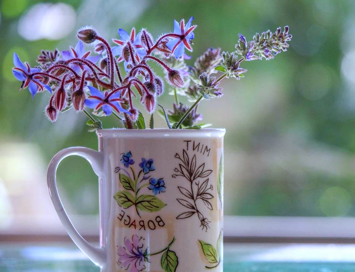 bourrache en pot fleurs violettes feuilles vertes