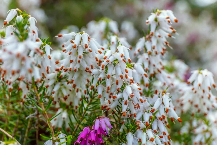 bruyere d hiver erica floraison blanches et roses