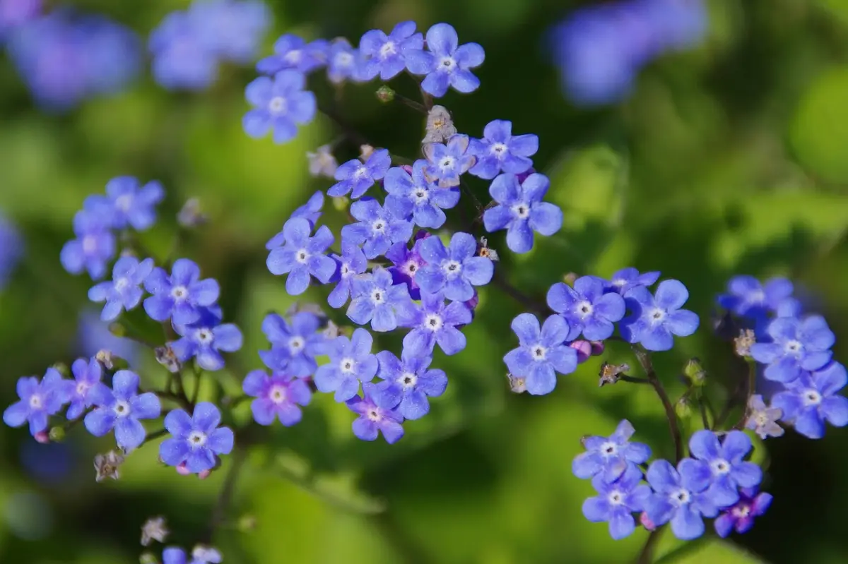 buglosse de siberie fleurs minuscules bleues petales tiges longues