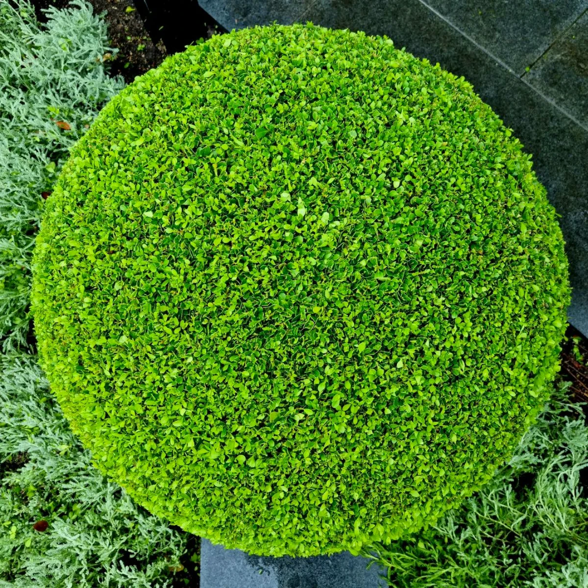 Quelles Plantes D ext rieur Rustiques Pour L hiver Fleurs Arbustes Quelles Plantes D ext rieur Rustiques Pour L hiver Fleurs Arbustes