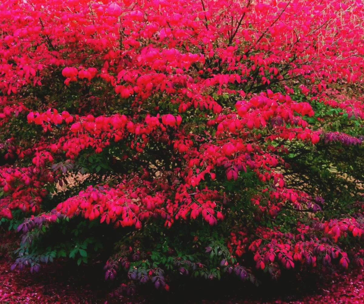 buisson ardent arbuste couleurs d automne difficile d entretien et toxique