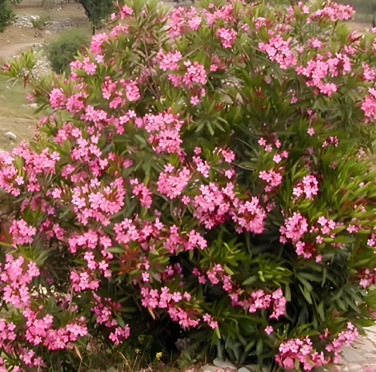 buisson de grande taille de laurier rose atlas