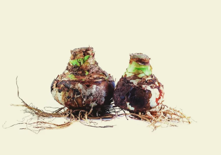 bulbes d amaryllis en été faire le plein d énergie quand couper les feuilles d amaryllis