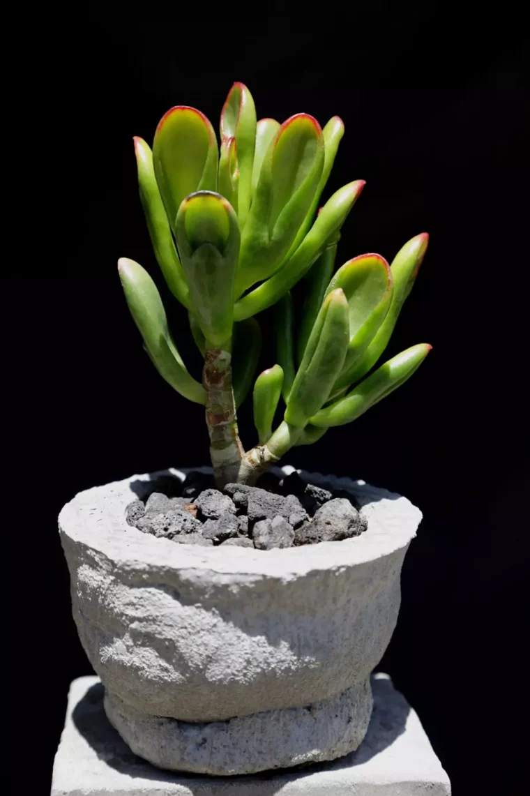 cactus de jade dans un pot en pierre sur fond noir