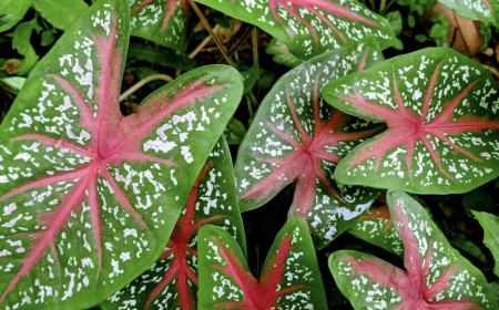 caladium avec des feuilles bicouleurs en forme de coeur avec des traits rouges sur vert