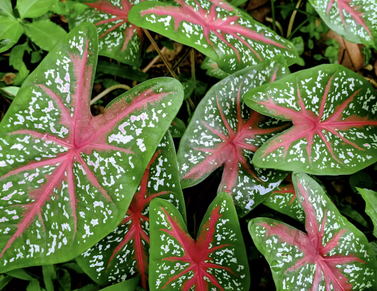 caladium avec des feuilles bicouleurs en forme de coeur avec des traits rouges sur vert