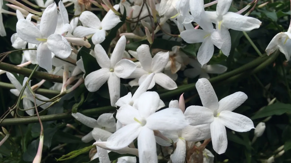 caracteristiques du jasmin d hiver couleurs et soins