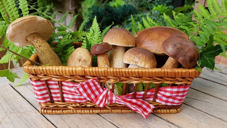 cepes avec des feuilles vertes de la foret dans un panier avec un bandeau rouge et blanc